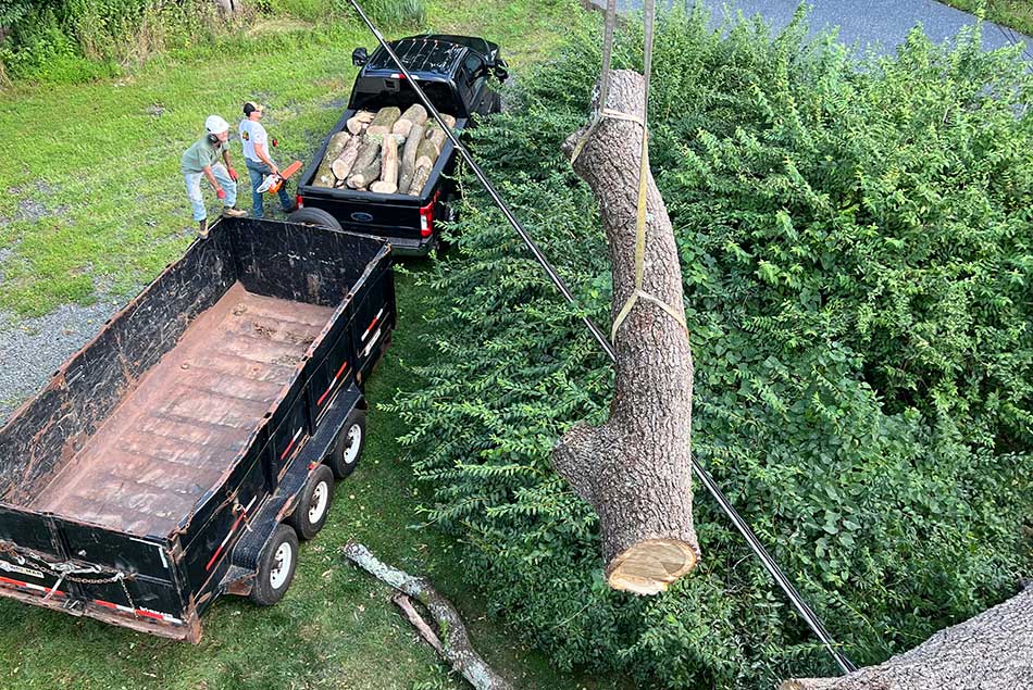 tree removal