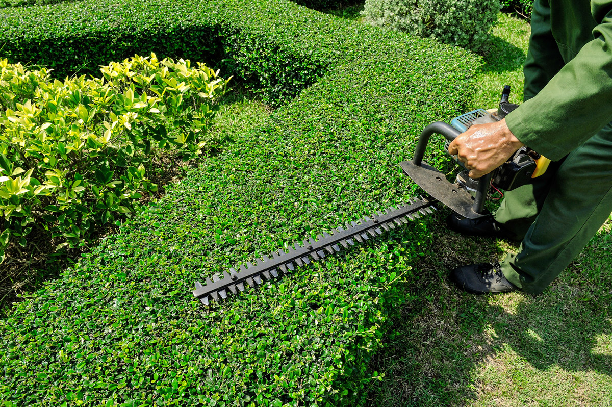 hedge-trim