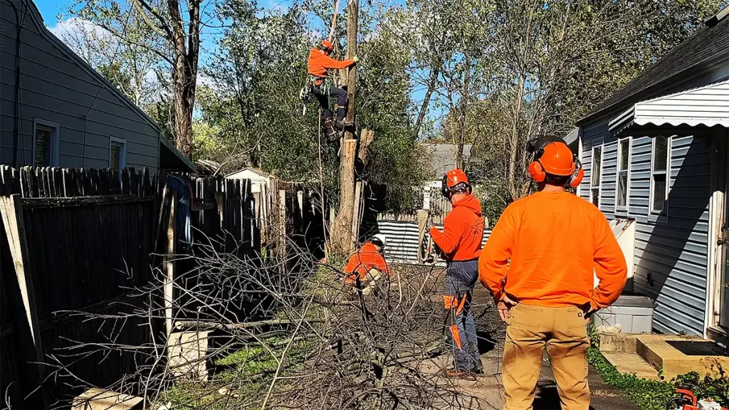 Best Tree Service in NJ - Lumbarjacks