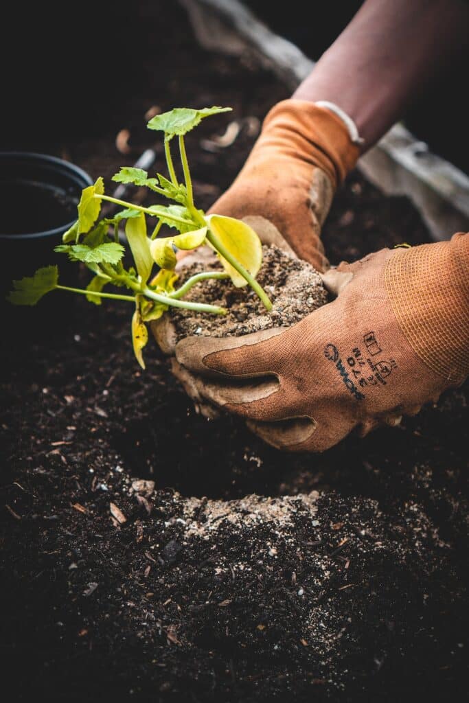 Tree-planting