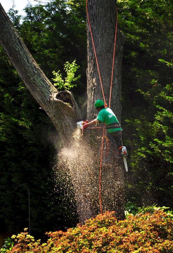 treeremoval