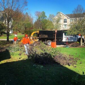 Tree Care Service High Bridge