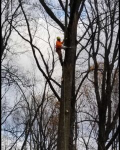 Tree Care Service Pittstown