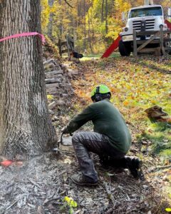 Tree Services Bloomsbury