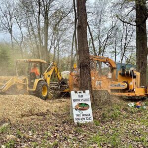 Tree Care Service Flemington