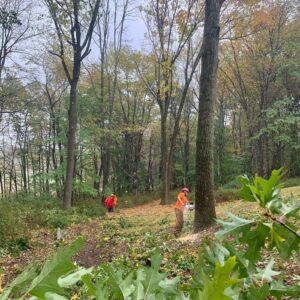 Tree Care Service Bridgewater