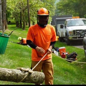 Tree Care service Chester