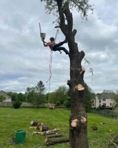 Tree care Service Califon