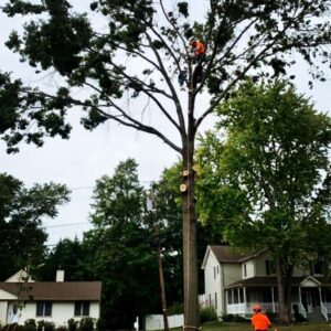 Tree Care Service Bridgewater