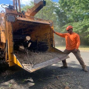 Tree Care service Far hills