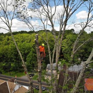 tree service in warren county