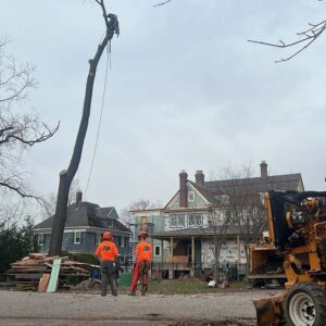 Tree Care Service Clinton