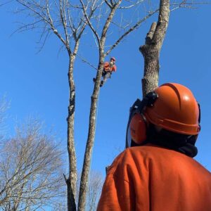 Tree Care Service Lebanon