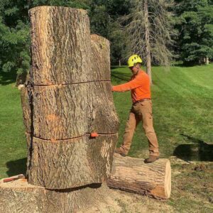 Tree Service Bloomsbury