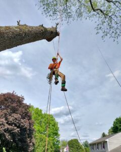 Tree Care Service Flemington