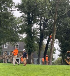 Tree care service Bound Brook