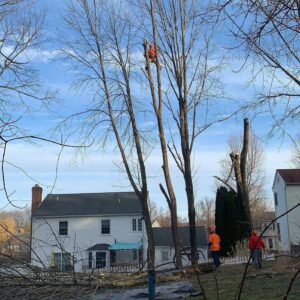 Tree Care Service Branchburg