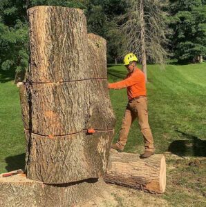 Tree stump Remover