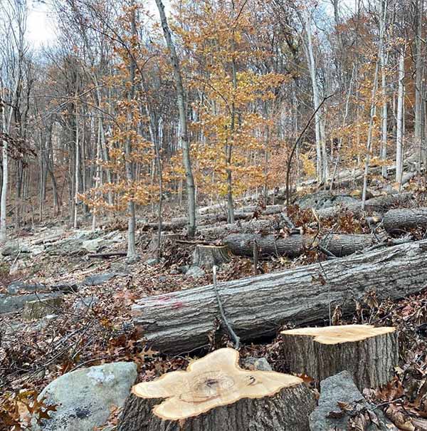 tree stump remover