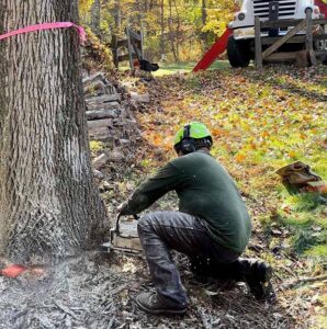 tree stump remover