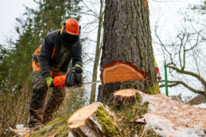 Commercial Tree Care Services