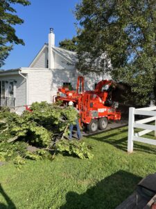 Professional Tree Trimming Service​ NJ