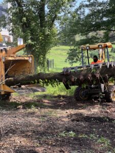 emergency tree service