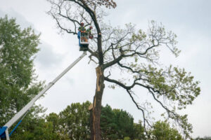 Commercial Tree Care Services