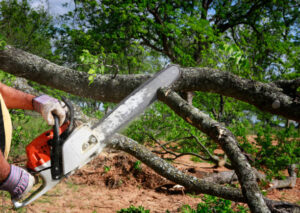 Expert Tree Service NJ