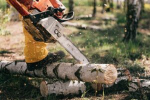 Certified Tree Care Service