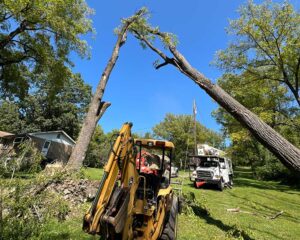 Tree Service Annandale