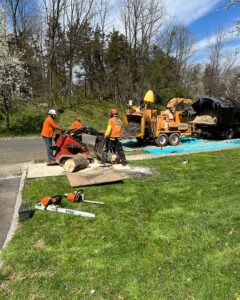 Tree Service Asbury