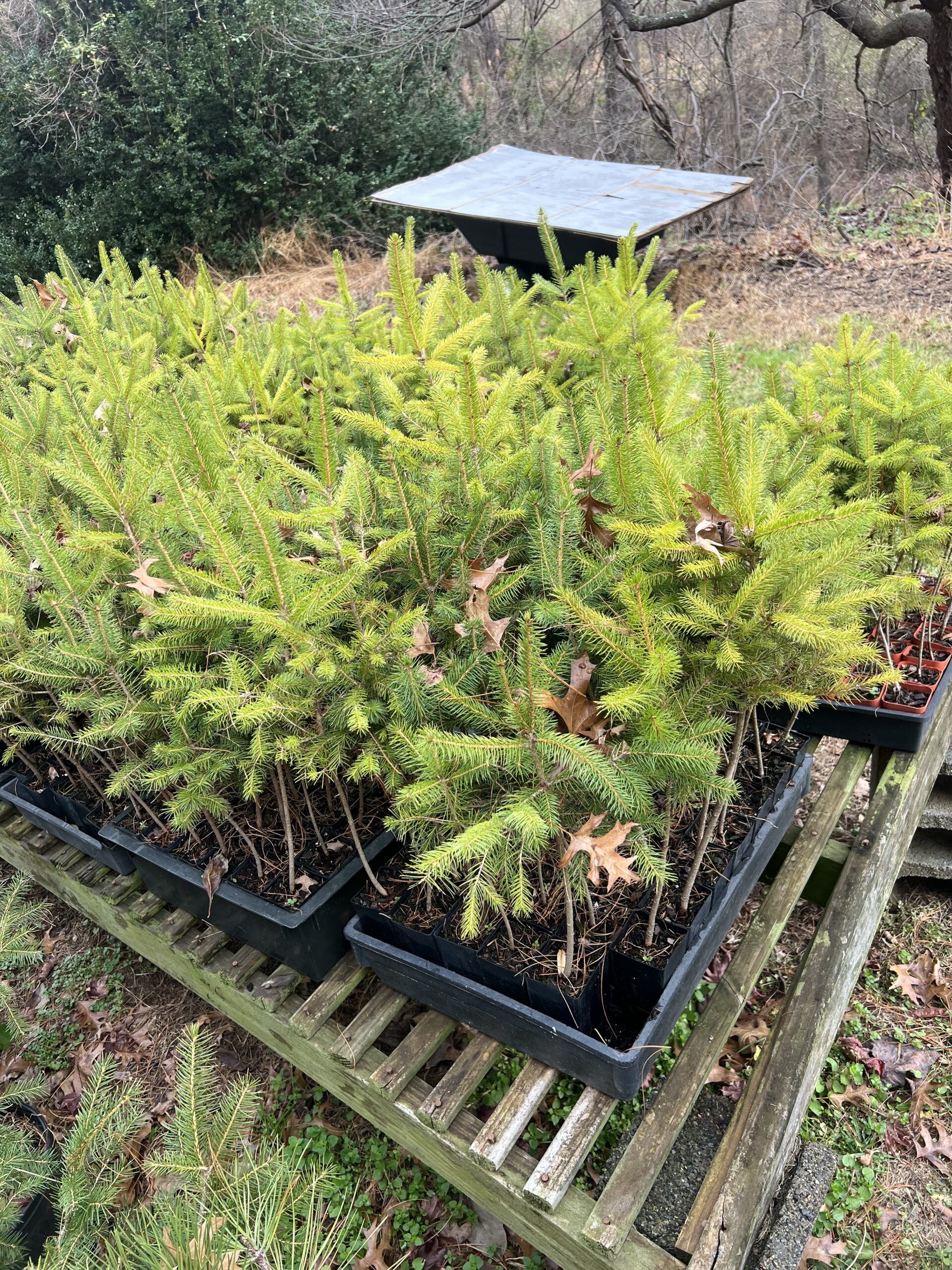 Tree Planting New Jersey