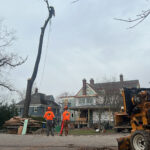 Low Cost Tree Service Jersey City