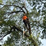 Top Tips for Tree Care in NJ