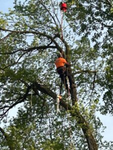 Top Tips for Tree Care in NJ