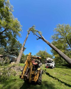 Tree Service Branchburg