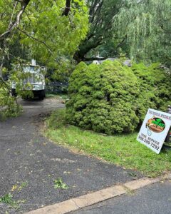 Tree Service Hackettstown