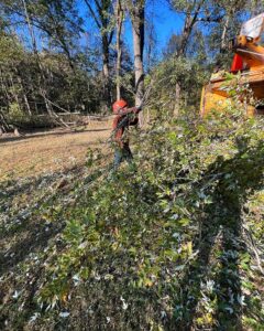 Tree Service Chester