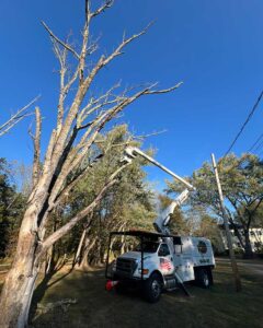 Tree Care Service Clinton