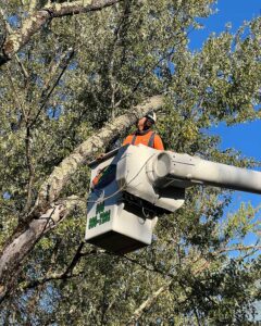 Tree Service Califon