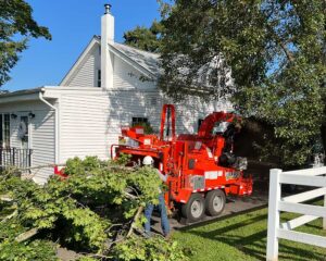 Arborists Whitehouse