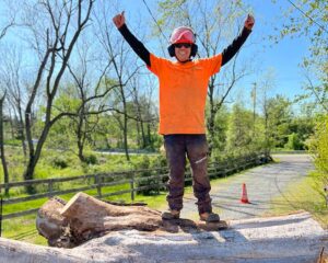 Tree Service Somerville