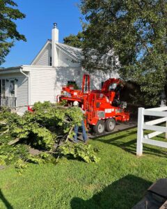 Tree Service Bedminster