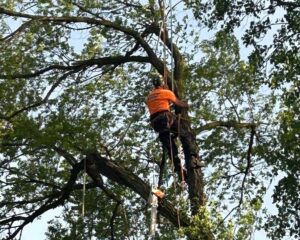 Tree Service Washington