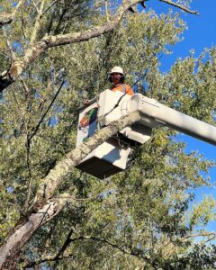 tree service Flemington