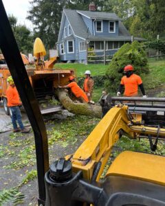 Tree Service Bedminster