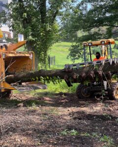 Tree Service Bernardsville