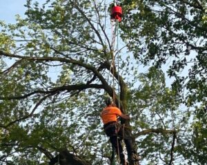 Tree Service High Bridge