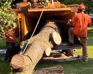 Tree Service Hillsborough